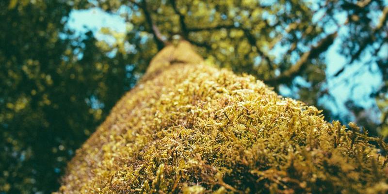 服务器资源分享与开发教程：构建高效网络技术应用生态